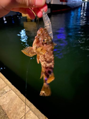 アラカブの釣果