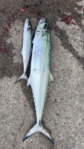 サワラの釣果