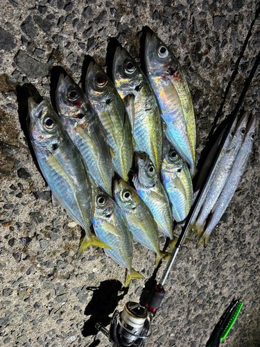 アジの釣果