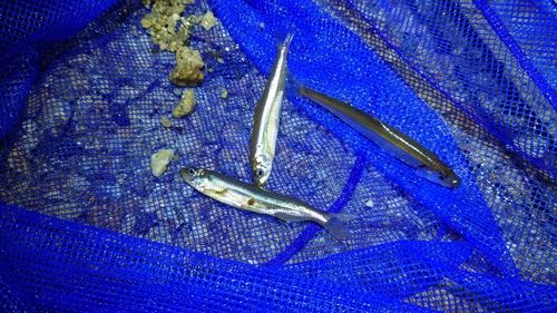 ワカサギの釣果