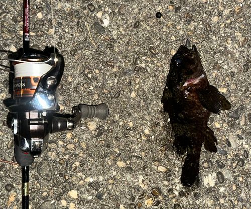 クロメバルの釣果