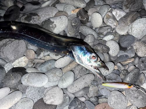 タチウオの釣果