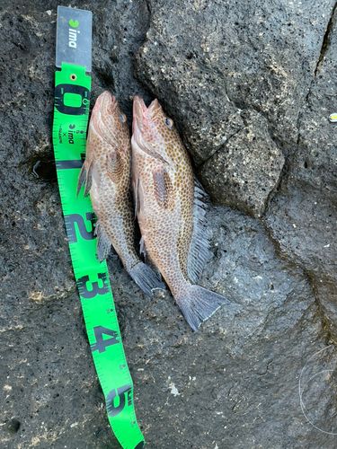 オオモンハタの釣果