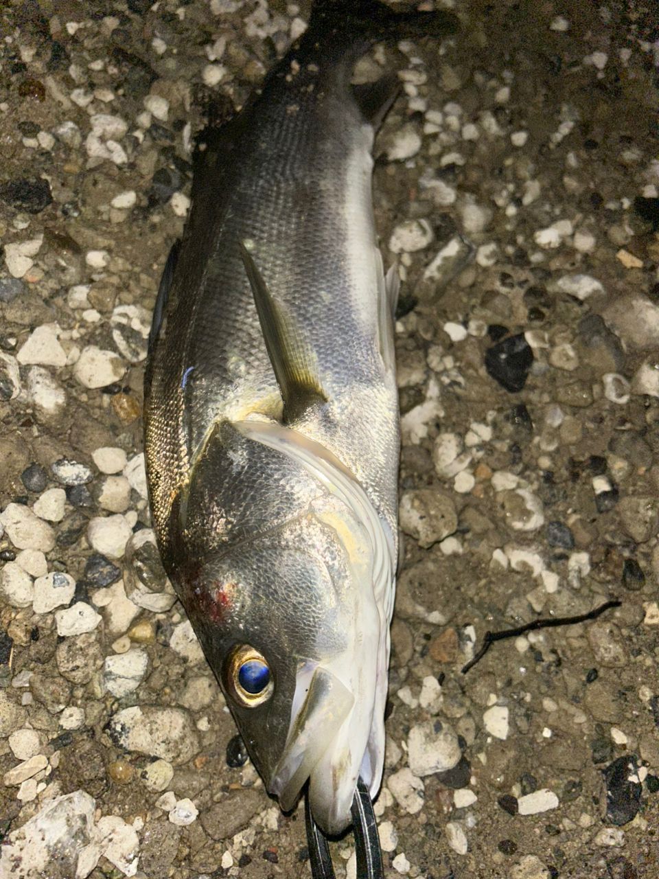 APIA フージン' Z URBAN DINO 90MLの最安値・インプレ・釣果