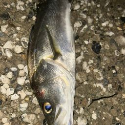 フッコ（マルスズキ）