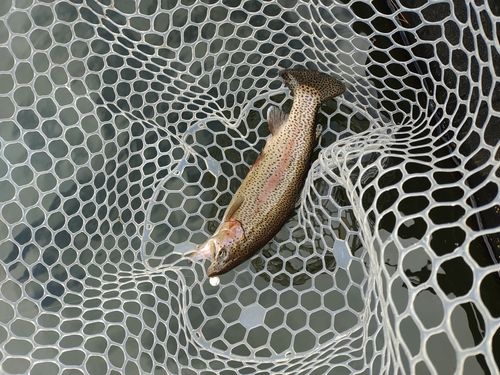 ニジマスの釣果