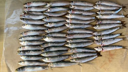 イワシの釣果
