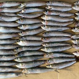 イワシ