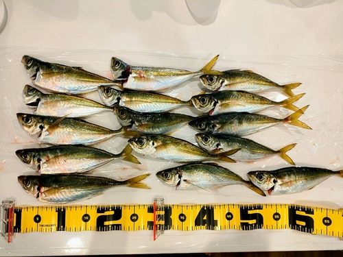 アジの釣果