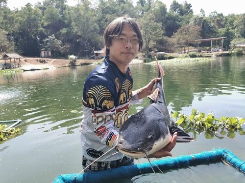 レッドテールキャットフィッシュの釣果