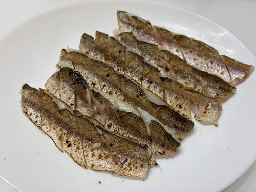 カマスの釣果