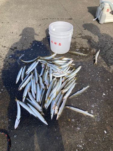 アカカマスの釣果