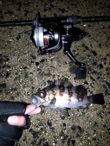 小名浜港市場前