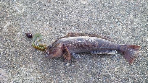 アイナメの釣果