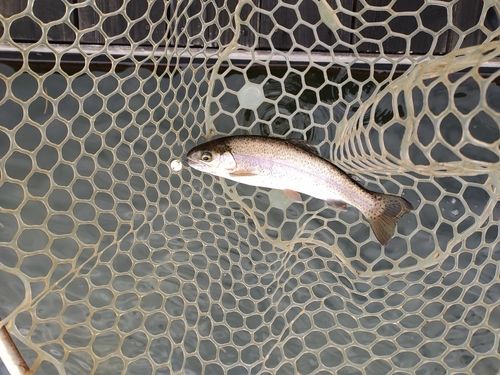 ニジマスの釣果