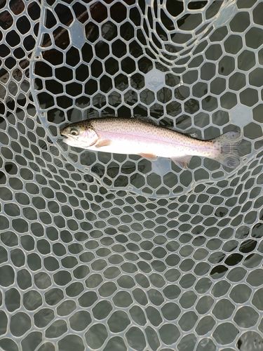 ニジマスの釣果