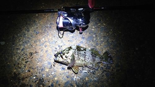 ムラソイの釣果