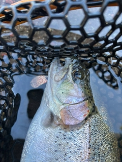 ニジマスの釣果