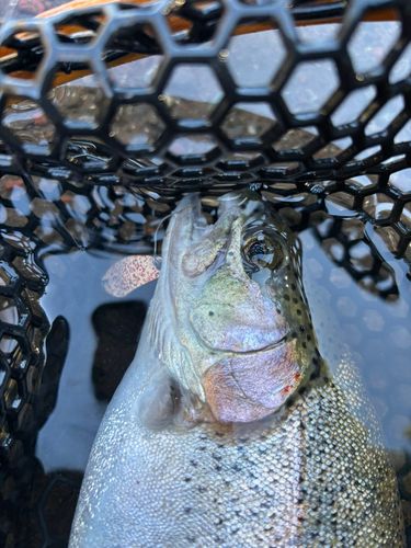 ニジマスの釣果