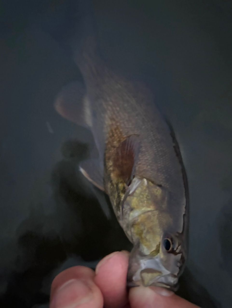 スモールマウスバス