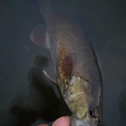 スモールマウスバス