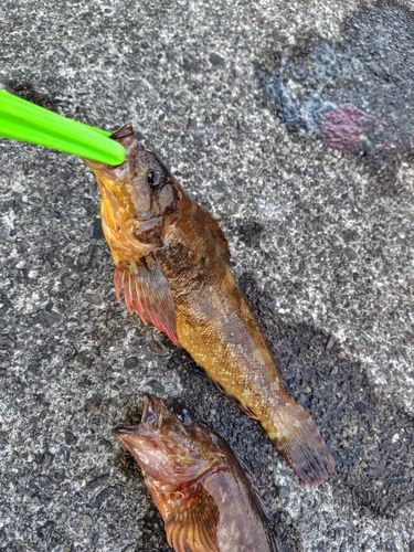 アイナメの釣果