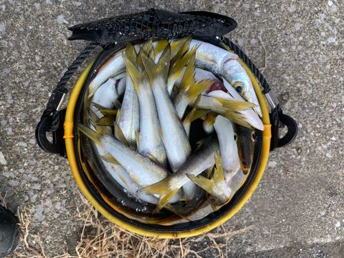 アカカマスの釣果