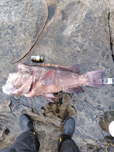 コブダイの釣果