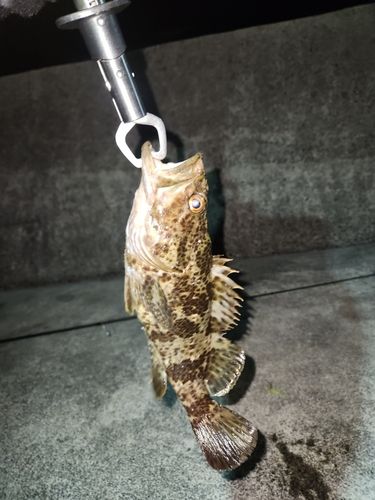 タケノコメバルの釣果