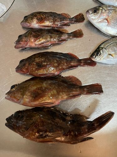 金沢水際線緑地（福浦岸壁）