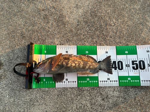 アイナメの釣果