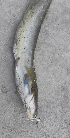 ナマズの釣果