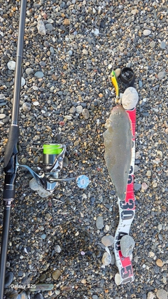 シタビラメの釣果