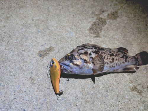 ベッコウゾイの釣果