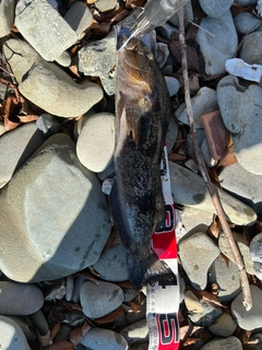 アイナメの釣果