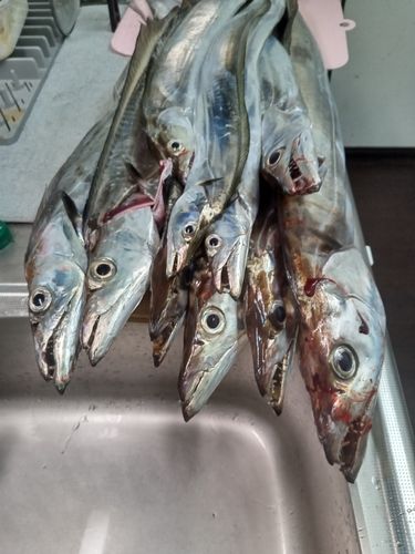 タチウオの釣果