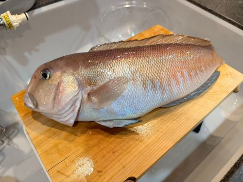 シロアマダイの釣果