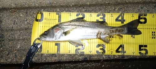 シーバスの釣果