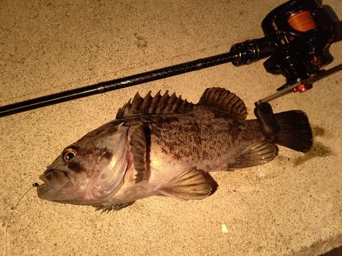 クロソイの釣果