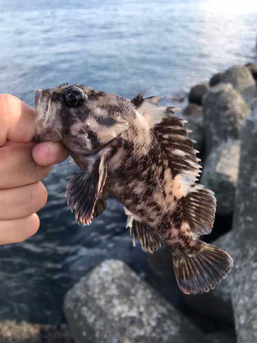 オウゴンムラソイの釣果