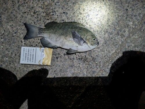 クチブトグレの釣果