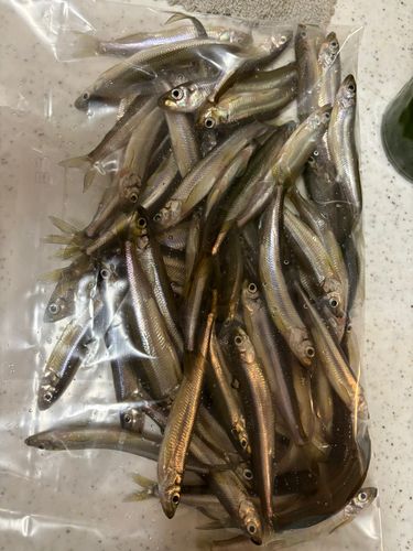 ワカサギの釣果