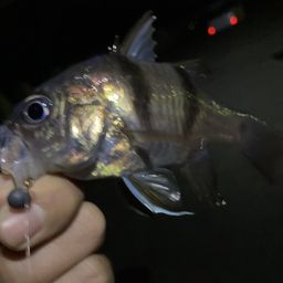 ヨコスジイシモチ