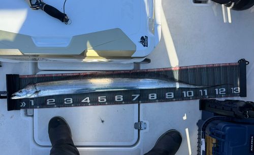 タチウオの釣果