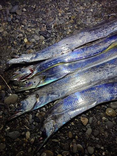 タチウオの釣果