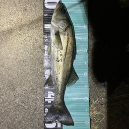 フッコ（マルスズキ）