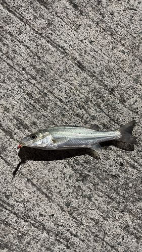 セイゴ（タイリクスズキ）の釣果