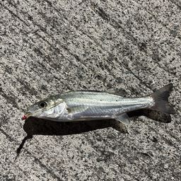 セイゴ（タイリクスズキ）