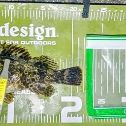 タケノコメバル