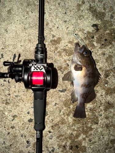 シロメバルの釣果